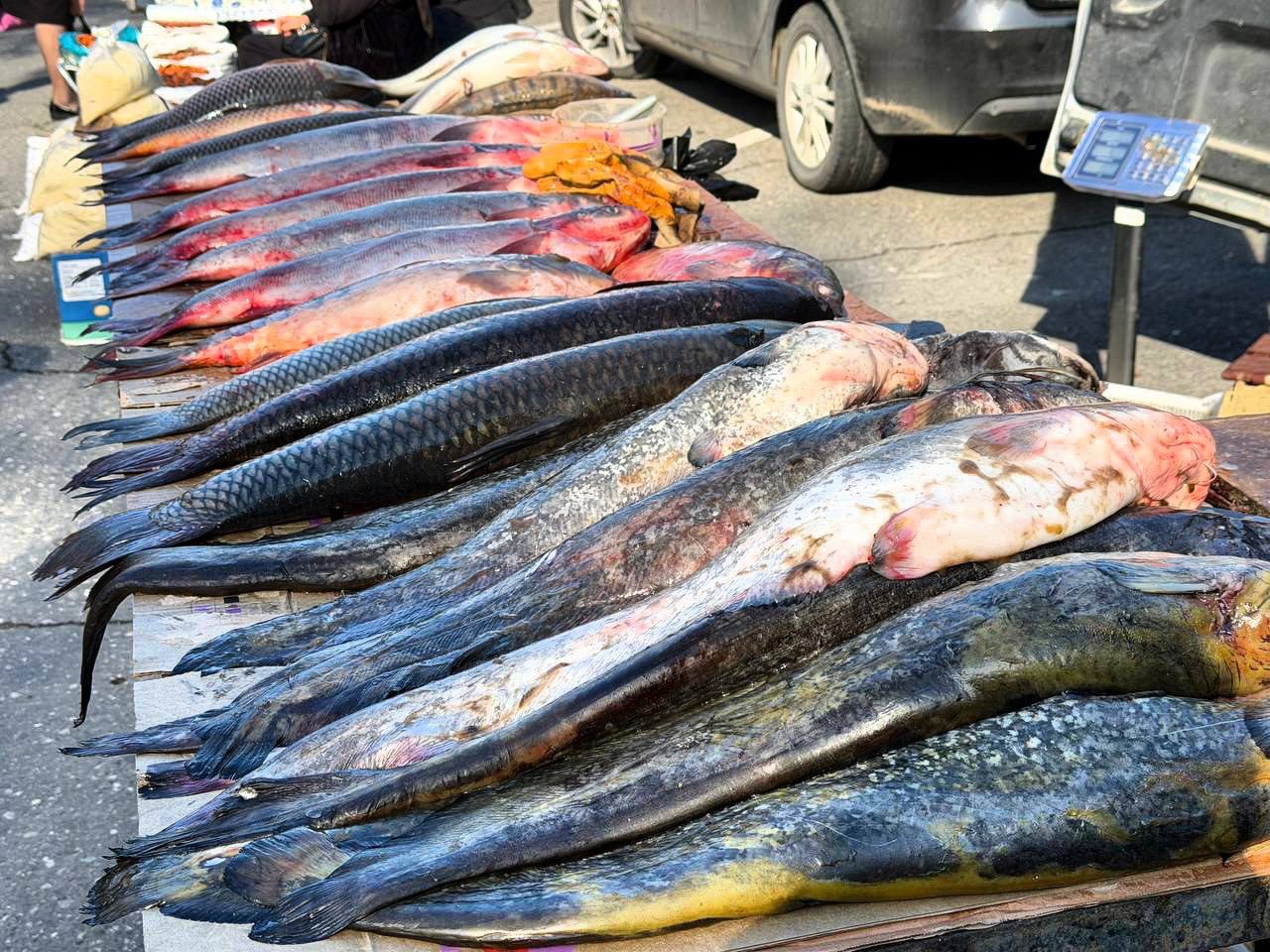 Более 7 тысяч тонн рыбы переработали рыбные заводы Дагестана в 2025 году